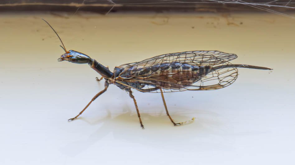 Snakefly (Xanthostigma xanthostigma)-2.jpg